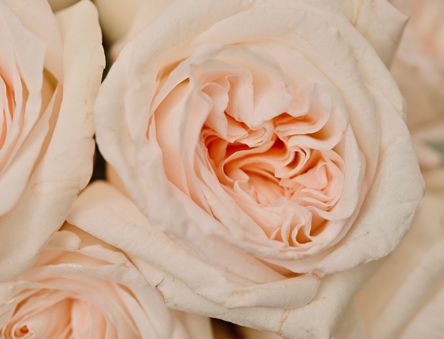 Blush Bloom